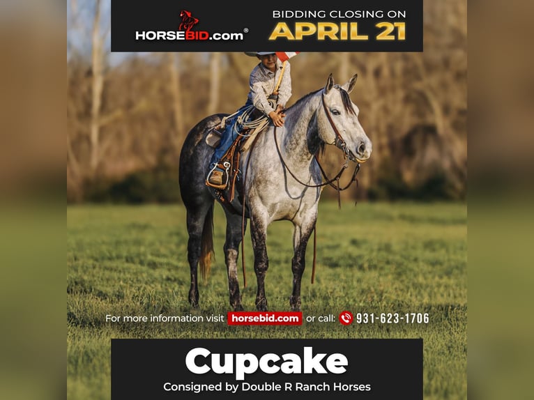 American Quarter Horse Mare 9 years 14,3 hh Gray in Lyles, TN