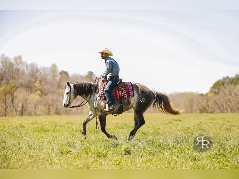 American Quarter Horse Mare 9 years 14,3 hh Gray in Lyles, TN