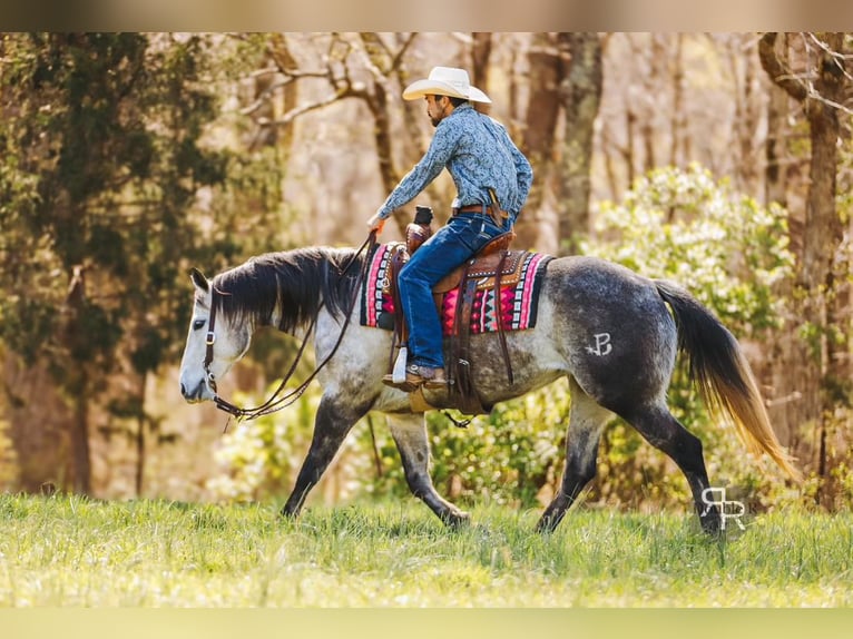American Quarter Horse Mare 9 years 14,3 hh Gray in Lyles, TN