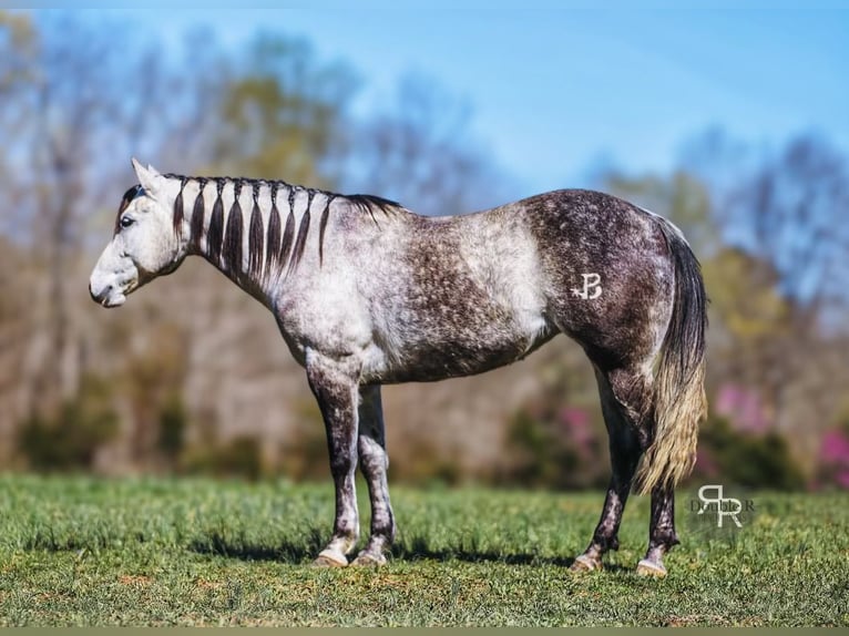 American Quarter Horse Mare 9 years 14,3 hh Gray in Lyles, TN