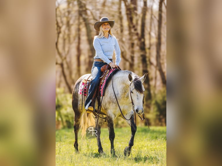 American Quarter Horse Mare 9 years 14,3 hh Gray in Lyles, TN