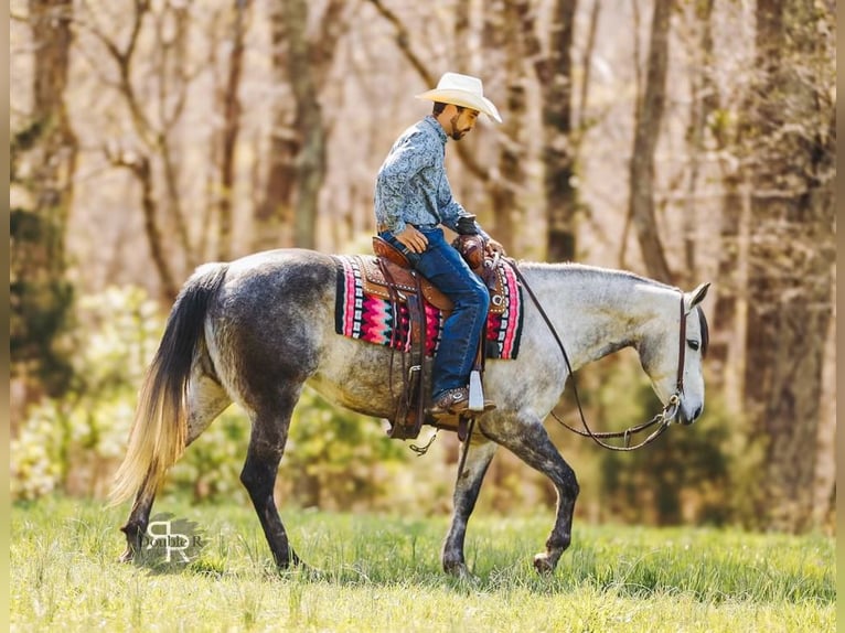 American Quarter Horse Mare 9 years 14,3 hh Gray in Lyles, TN