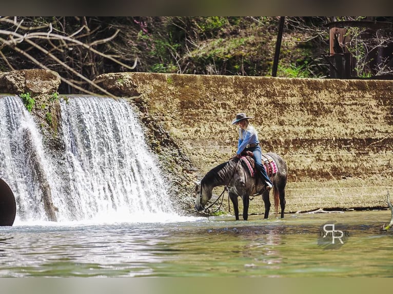 American Quarter Horse Mare 9 years 14,3 hh Gray in Lyles, TN