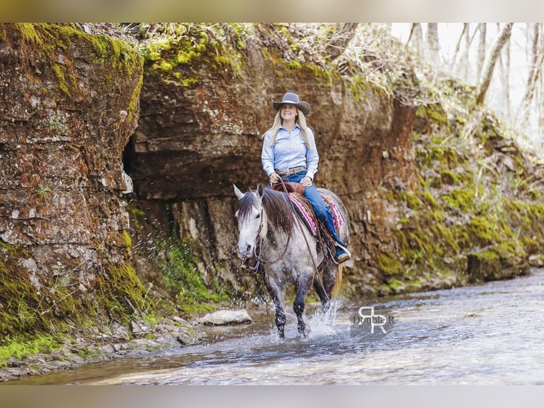 American Quarter Horse Mare 9 years 14,3 hh Gray in Lyles, TN