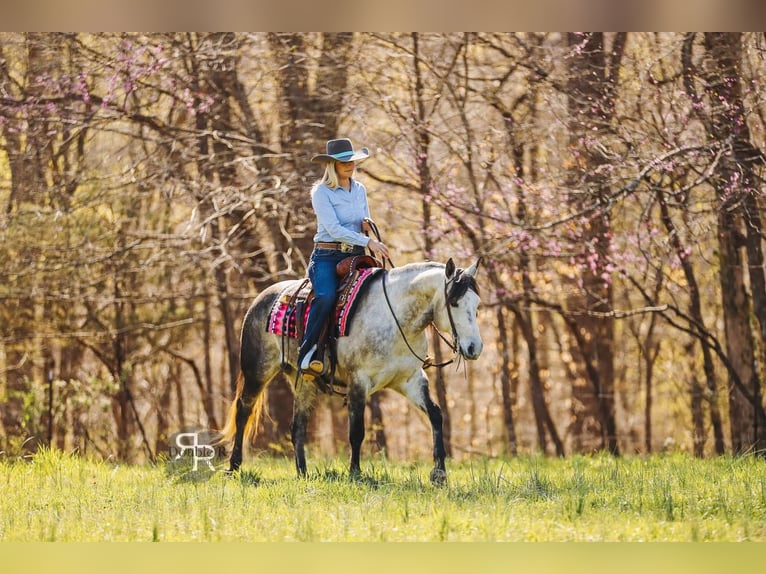 American Quarter Horse Mare 9 years 14,3 hh Gray in Lyles, TN