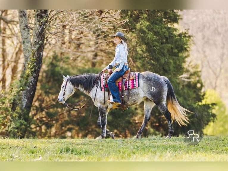 American Quarter Horse Mare 9 years 14,3 hh Gray in Lyles, TN