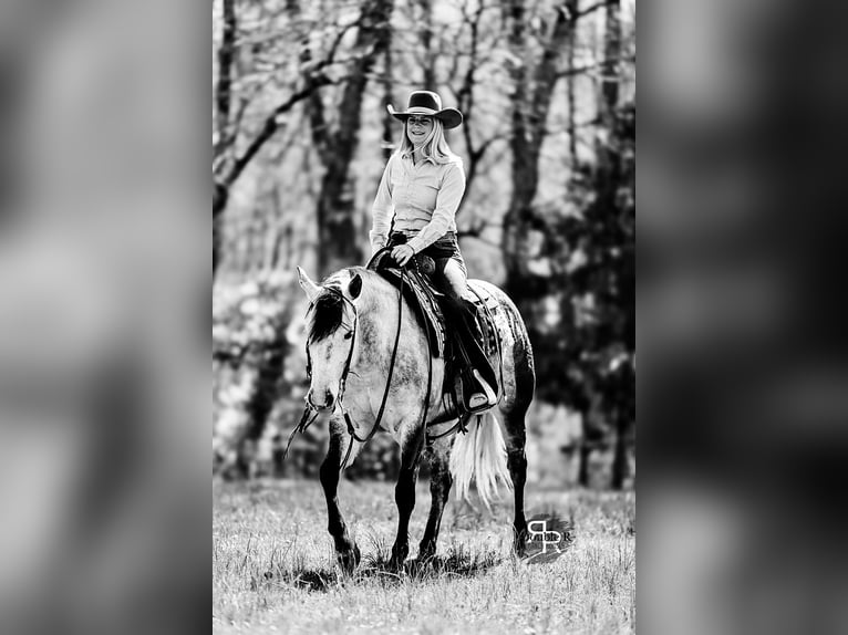 American Quarter Horse Mare 9 years 14,3 hh Gray in Lyles, TN