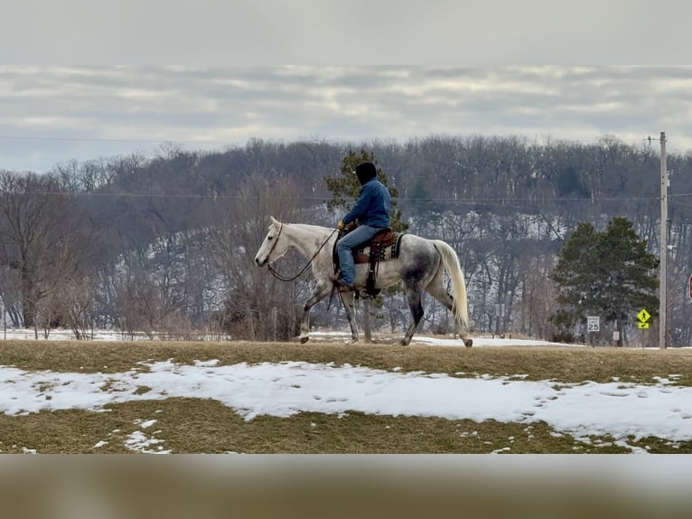 American Quarter Horse Mare 9 years 14.3 hh Grey in Cannon Falls