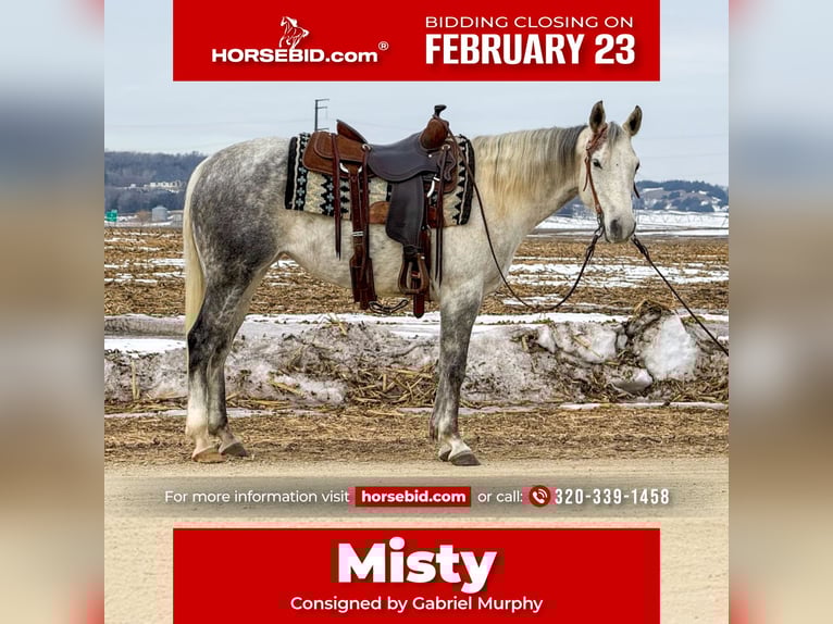 American Quarter Horse Mare 9 years 14.3 hh Grey in Cannon Falls