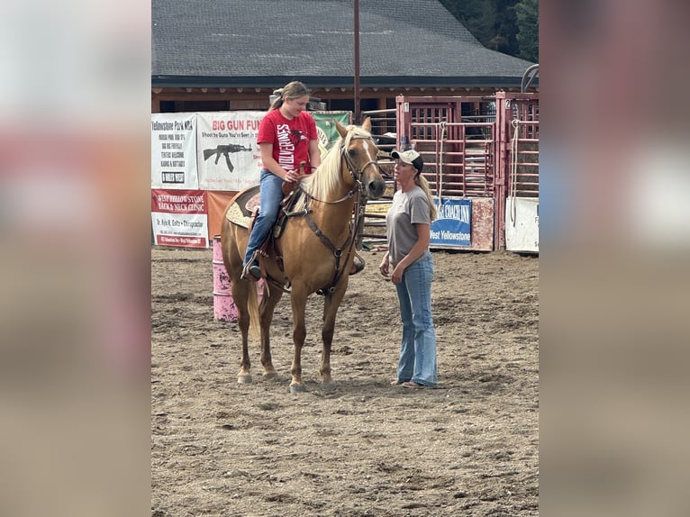 American Quarter Horse Mare 9 years 14.3 hh Palomino in Camp Verde