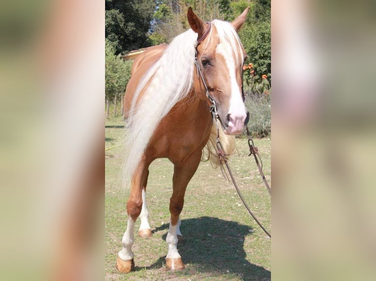 American Quarter Horse Mare 9 years 14,3 hh Palomino in Roma
