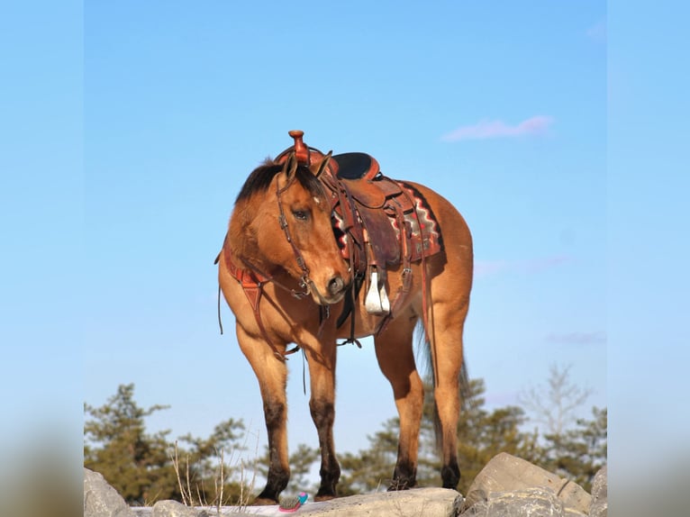 American Quarter Horse Mare 9 years 14,3 hh Red Dun in Rebersburg, PA