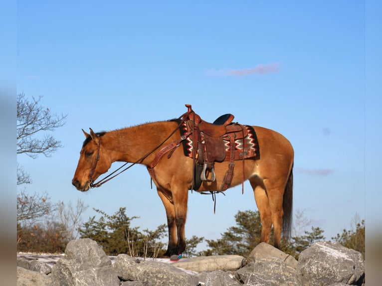 American Quarter Horse Mare 9 years 14,3 hh Red Dun in Rebersburg, PA