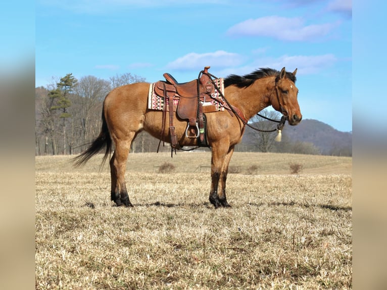 American Quarter Horse Mare 9 years 14,3 hh Red Dun in Rebersburg, PA