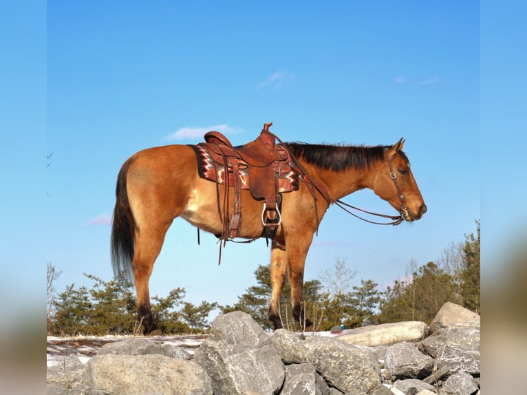 American Quarter Horse Mare 9 years 14,3 hh Red Dun in Rebersburg, PA