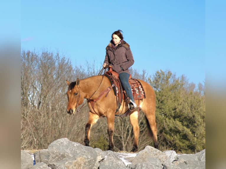 American Quarter Horse Mare 9 years 14,3 hh Red Dun in Rebersburg, PA