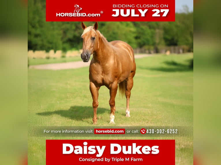 American Quarter Horse Mare 9 years 14 hh Palomino in Talty, TX