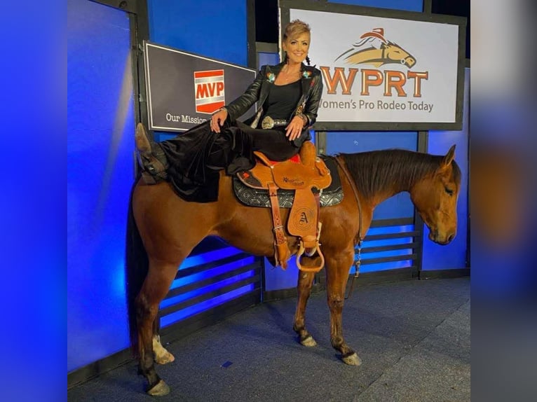 American Quarter Horse Mare 9 years 14,2 hh Bay in Buffalo