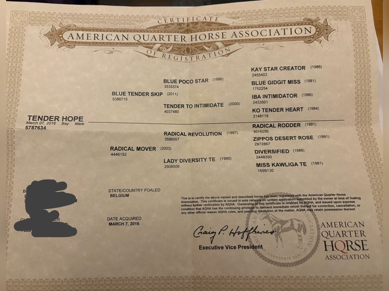 American Quarter Horse Mare 9 years 14,2 hh Brown in Euskirchen