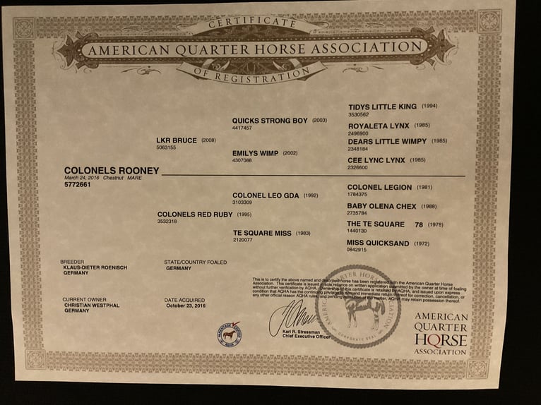 American Quarter Horse Mare 9 years 14,2 hh Chestnut in Demmin