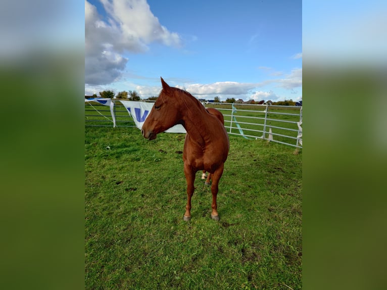 American Quarter Horse Mare 9 years 14,2 hh Chestnut in Demmin