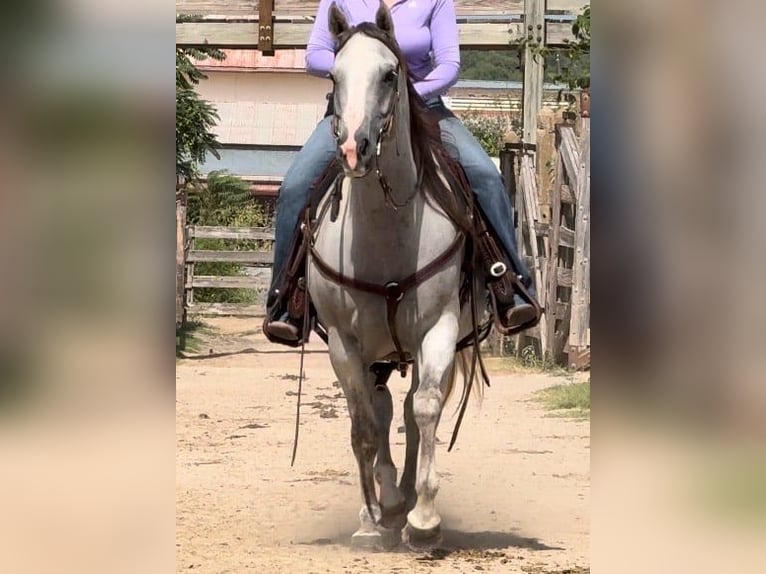 American Quarter Horse Mare 9 years 14,2 hh Grey in Weatherford Tx