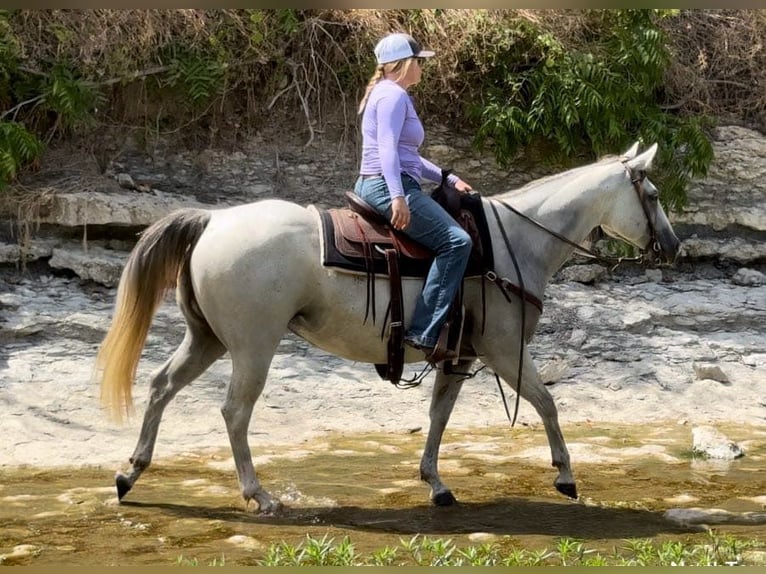 American Quarter Horse Mare 9 years 14,2 hh Grey in Weatherford Tx