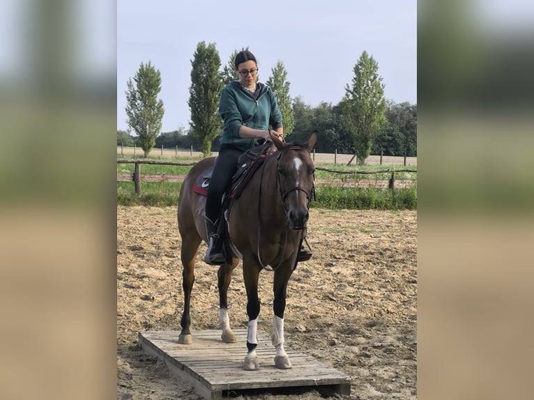 American Quarter Horse Mare 9 years 14,2 hh in Hurbanovo