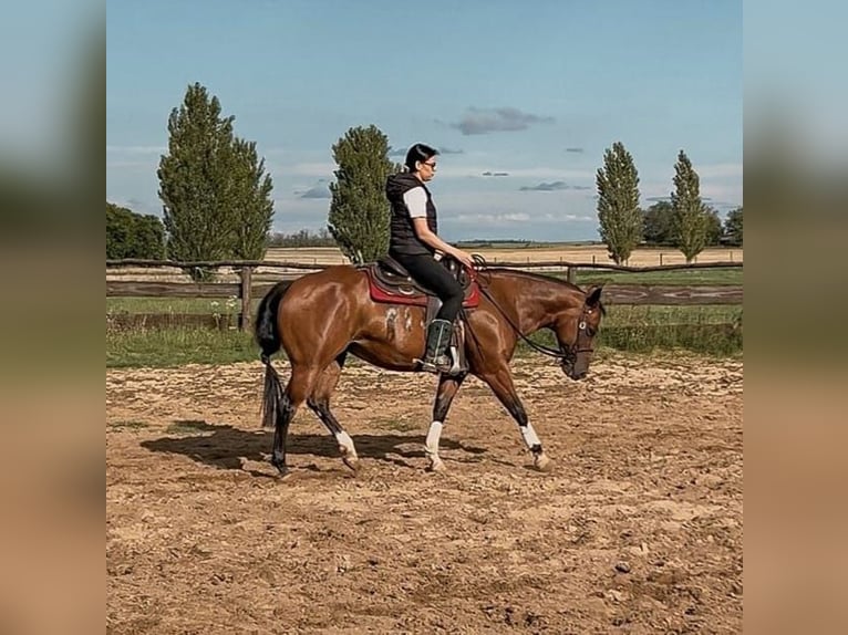 American Quarter Horse Mare 9 years 14,2 hh in Hurbanovo
