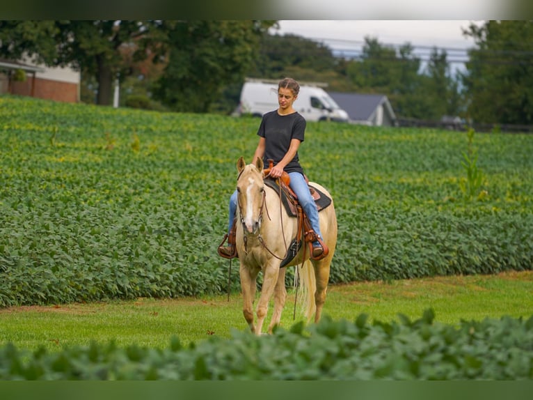 American Quarter Horse Mare 9 years 14,2 hh Palomino in Gordonville