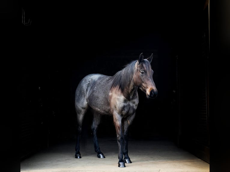 American Quarter Horse Mare 9 years 14,2 hh Roan-Blue in Dundee