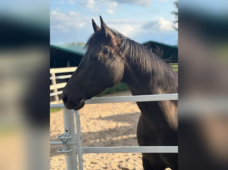 American Quarter Horse Mare 9 years 14,2 hh  in Zwingenberg