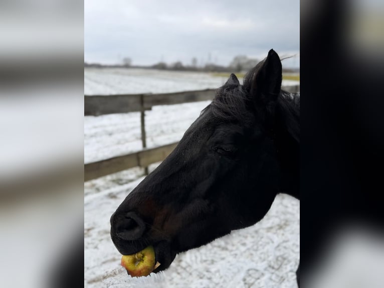 American Quarter Horse Mare 9 years 14,2 hh  in Zwingenberg