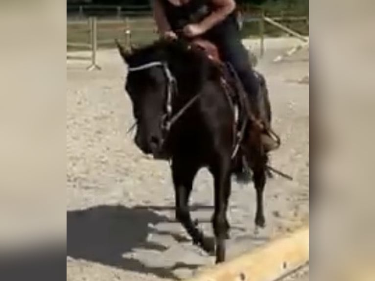 American Quarter Horse Mare 9 years 14,2 hh  in Zwingenberg