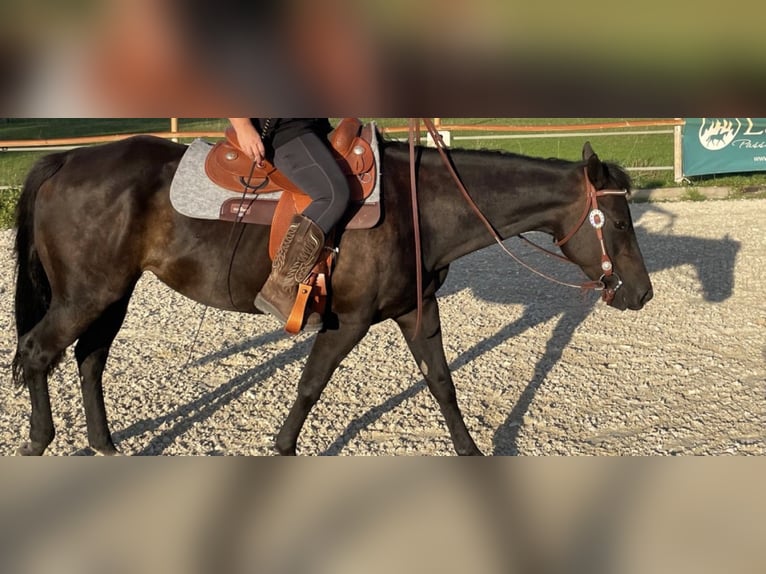 American Quarter Horse Mare 9 years 14,2 hh  in Zwingenberg