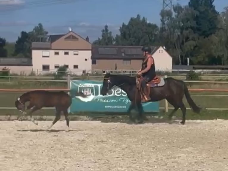 American Quarter Horse Mare 9 years 14,2 hh  in Zwingenberg