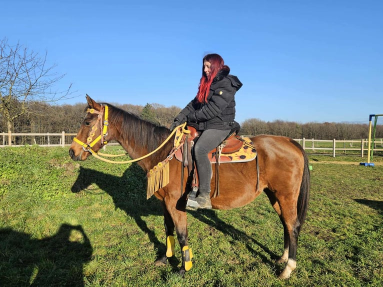 American Quarter Horse Mare 9 years 14,3 hh Brown in Linkenbach
