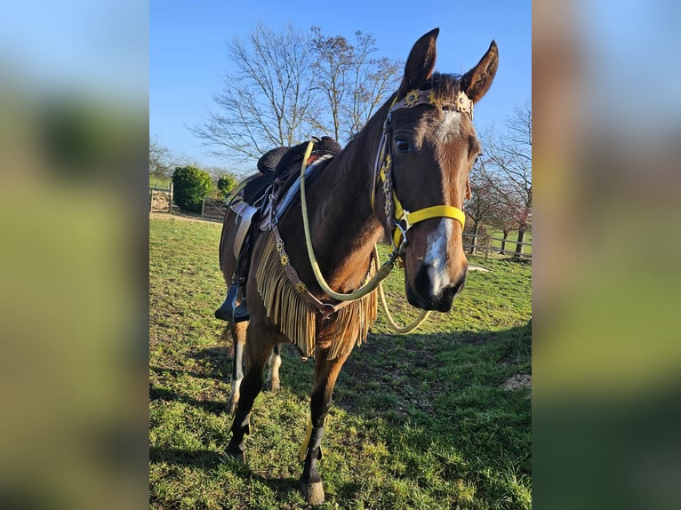 American Quarter Horse Mare 9 years 14,3 hh Brown in Linkenbach