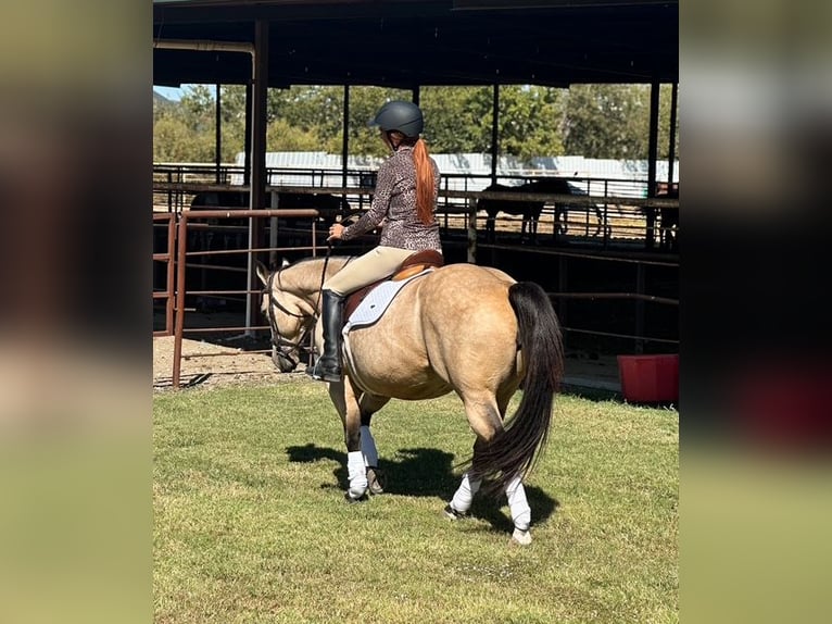 American Quarter Horse Mare 9 years 14,3 hh Buckskin in Forney