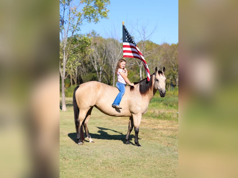 American Quarter Horse Mare 9 years 14,3 hh Buckskin in Forney