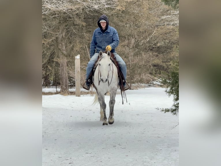 American Quarter Horse Mare 9 years 14,3 hh Grey in Cannon Falls