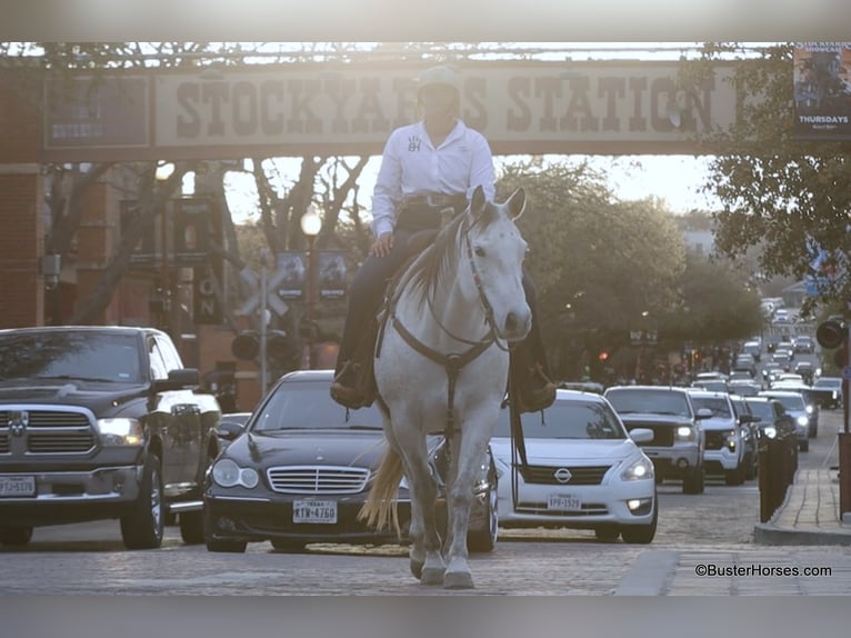 American Quarter Horse Mare 9 years 14,3 hh Grey in Weatherford TX