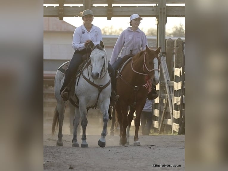 American Quarter Horse Mare 9 years 14,3 hh Grey in Weatherford TX