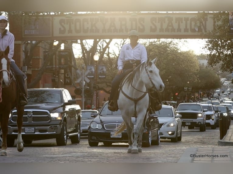 American Quarter Horse Mare 9 years 14,3 hh Grey in Weatherford TX