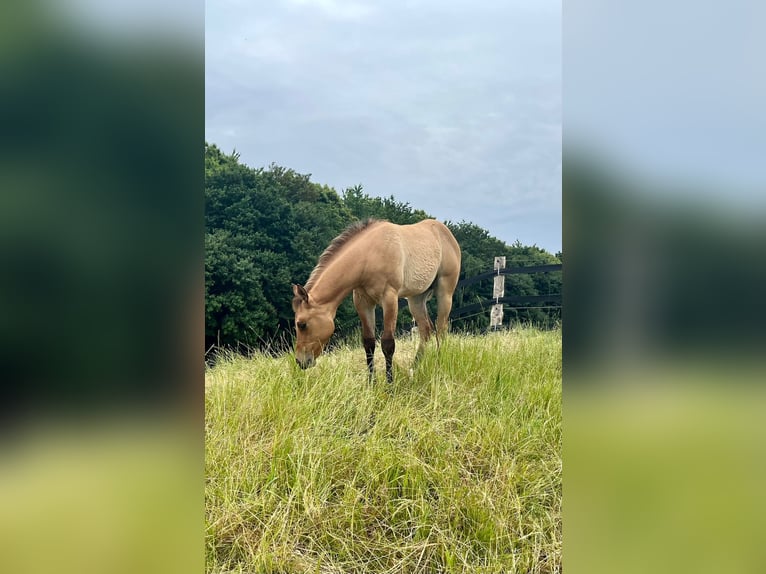 American Quarter Horse Mare 9 years 15.1 hh Brown in Fürth