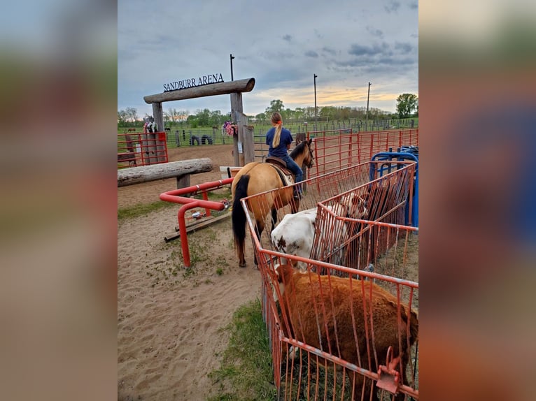 American Quarter Horse Mare 9 years 15,1 hh Buckskin in Libson IA