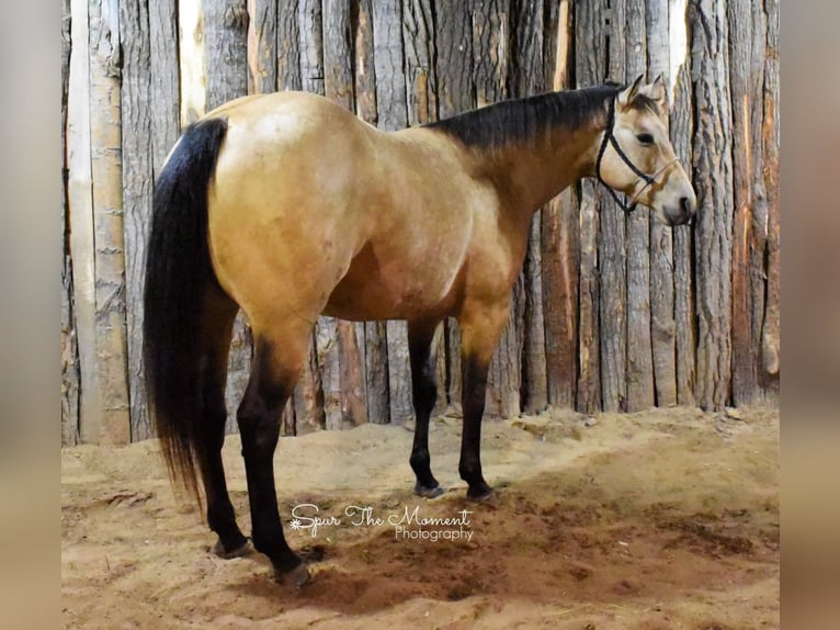 American Quarter Horse Mare 9 years 15,1 hh Buckskin in Libson IA