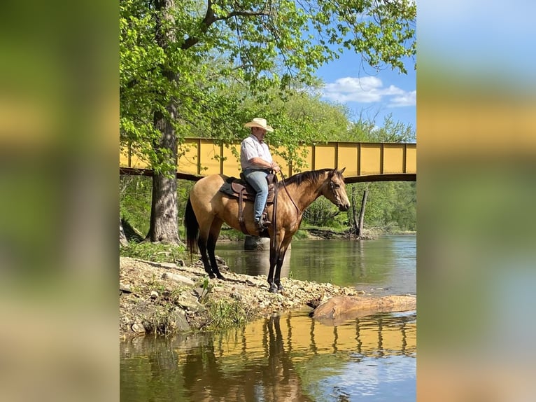 American Quarter Horse Mare 9 years 15,1 hh Buckskin in Libson IA