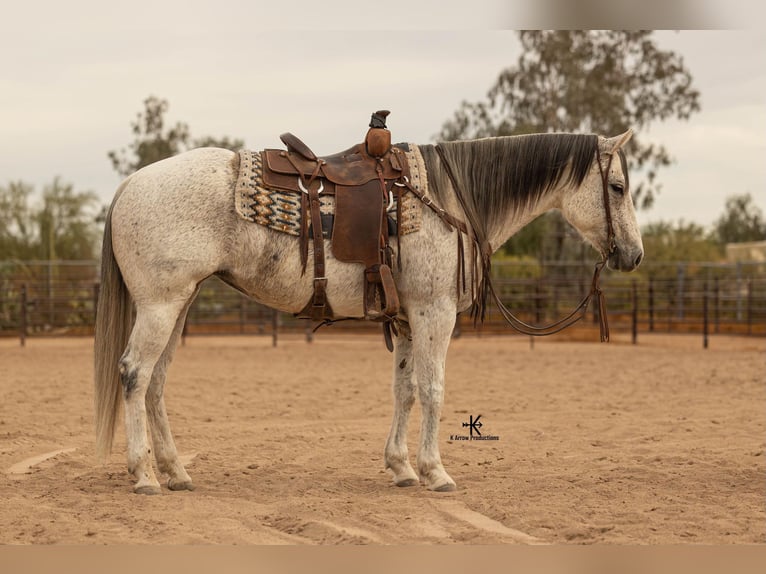 American Quarter Horse Mare 9 years 15,1 hh Gray in Casa Grande AZ