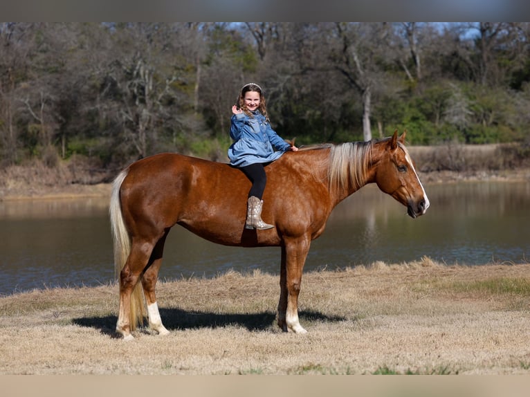 American Quarter Horse Mare 9 years 15.1 hh Palomino in Forney